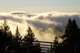 Fog and trees